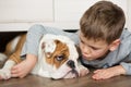 Cute boy plays on the floor on a carpet with puppies of English bulldog Royalty Free Stock Photo