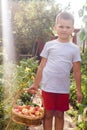Cute boy in a white T-shirt with a basket of apples fall Royalty Free Stock Photo