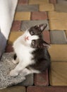 Cute brave curious black and white kitten sits on the paving slabs on a sunny day, looks up