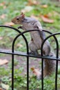 Cute brave curious Eastern gray squirrel, sciurus carolinensis, with bright black eyes and fluffy tail standing on a