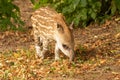 Cute Brazilian Lowland Tapir, Tapirus terrestris, searching through Autumn leaves Royalty Free Stock Photo