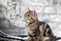 cute breed cat looking at something The background is an old gray brick pattern.