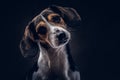 Portrait of a cute breed dog on a dark background in studio.