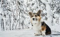 Cute breed Welsh Corgi dog on snow in winter day