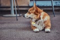 Cute breed Welsh corgi waiting for its owner, outdoors.