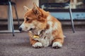 Cute breed Welsh corgi waiting for its owner, outdoors.