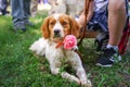 Cute Breton epanol puppy lying on green grass on the dog show Royalty Free Stock Photo