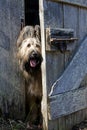 Cute Briard Dog Peeking Around Barn Door