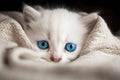 A cute bright cat with blue eyes wrapped in a blanket Royalty Free Stock Photo