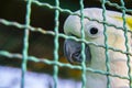 Cute bright eye little parrot bird in cage