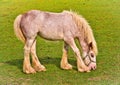 A cute bright foal, grazing in the meadow, horse breed tinker