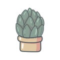 Cute bright succulent on a white background. Beautiful design. For flower and plant shop, garden, seeds, children's