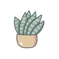 Cute bright succulent on a white background. Beautiful design. For flower and plant shop, garden, seeds, children's