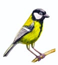 Cute bright yellow bird titmouse