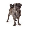 Brindle Pug Dog Standing Looking Up