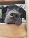 Cute brindle dog face close up Royalty Free Stock Photo