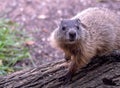 Cute bristly woodchuck looking at the camera