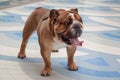 Cute british bulldog puppy is standing on a tiled floor. Pet animals.