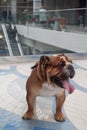 Cute british bulldog is standing on tiled floor.