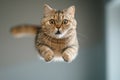 Cute british cat in flight indoor, face of jumping pet on blurred grey background. Portrait of funny flying domestic animal.