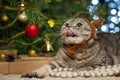Cute British cat with a hat with horns of a deer Rudolph, against the background of a Christmas tree and lights. Christmas, New Ye Royalty Free Stock Photo