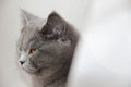 Cute british cat Royalty Free Stock Photo