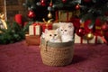 British chinchilla kittens sit in a basket under a Christmas tree with gifts Royalty Free Stock Photo