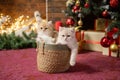 Cute British chinchilla kittens are sitting in a basket under a Christmas tree with gifts Royalty Free Stock Photo