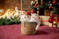 Cute British chinchilla kittens are sitting in a basket under a Christmas tree with gifts near Royalty Free Stock Photo