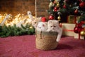 Cute British chinchilla kittens are sitting in a basket under a Christmas tree with gifts Royalty Free Stock Photo