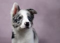 Collie Puppy on Pink Background