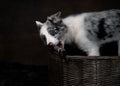 Crazy Collie Puppy in Basket Royalty Free Stock Photo