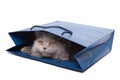 Cute British kitten in blue bag isolated Royalty Free Stock Photo