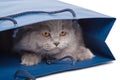 Cute British kitten in blue bag isolated Royalty Free Stock Photo