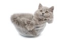 Cute british kitten in glass bowl isolated Royalty Free Stock Photo