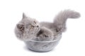 Cute british kitten in glass bowl isolated Royalty Free Stock Photo