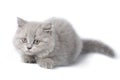 Cute british kitten isolated Royalty Free Stock Photo