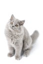 Cute British kitten isolated Royalty Free Stock Photo