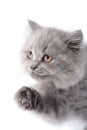 Cute british kitten looking up isolated Royalty Free Stock Photo