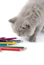 Cute british kitten playing with pencils isolated Royalty Free Stock Photo