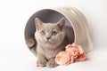 Cute British kitten in a white gift box with pink rose flowers. Beautiful kittens for birthday gift or valentine's Royalty Free Stock Photo