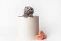 Cute British kitten in a white gift box with pink rose flowers. Beautiful kittens for birthday gift or valentine's Royalty Free Stock Photo