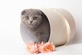 Cute British kitten in a white gift box with pink rose flowers. Beautiful kittens for birthday gift or valentine's Royalty Free Stock Photo