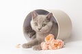 Cute British kitten in a white gift box with pink rose flowers. Beautiful kittens for birthday gift or valentine's Royalty Free Stock Photo