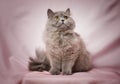Cute British Longhair Cat, With Elegant Pink Bow Tie.