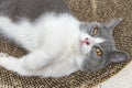 Cute British short hair cat laying on a corrugate cat scratcher and looking at the camera Royalty Free Stock Photo