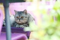 British Shorthair puss on the chair Royalty Free Stock Photo