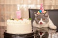 a cute british shorthair cat celebrating her 1-year-old birthday Royalty Free Stock Photo