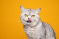 cute british shorthair cat hungry licking lips on yellow background