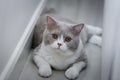 Cute British Shorthair cat, indoor shot. looking at the camera Royalty Free Stock Photo